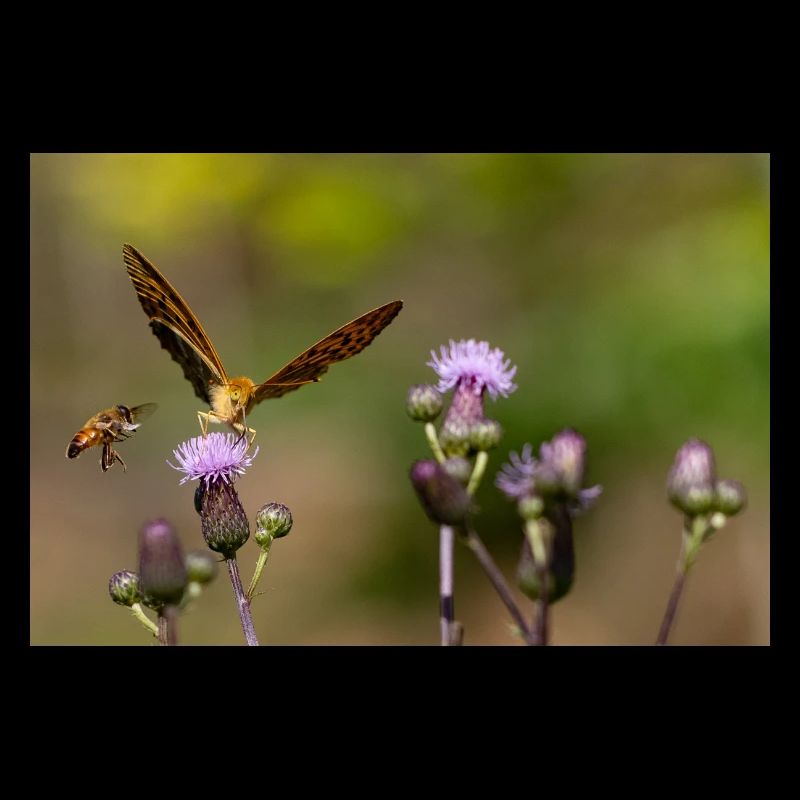 Silver-washed fritillary