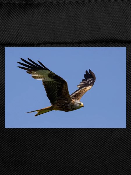 Red kite in flight