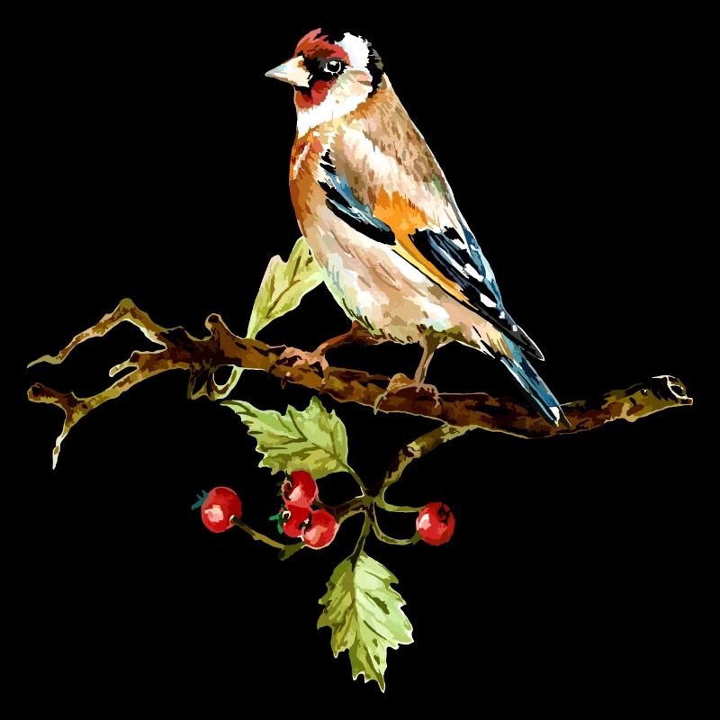 Oiseau coloré