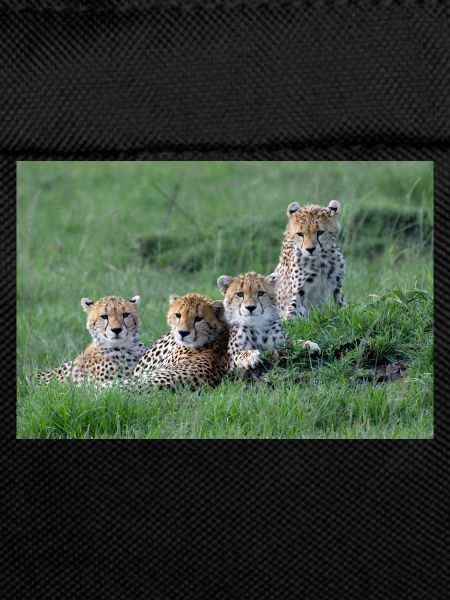 Cheetah