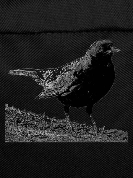 Blackbird, A730357