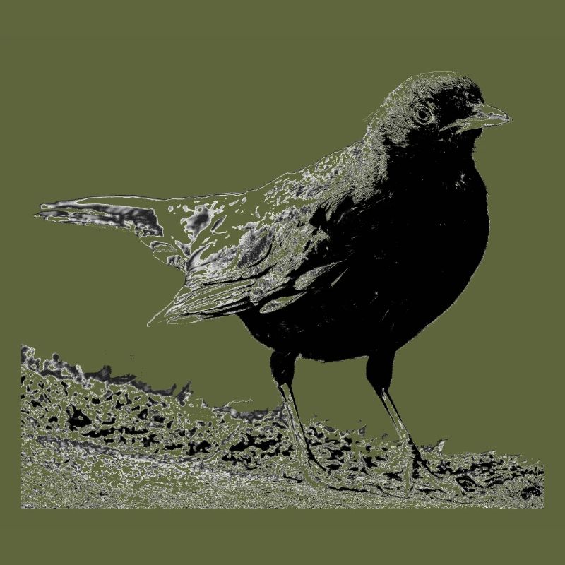 Blackbird, A730357