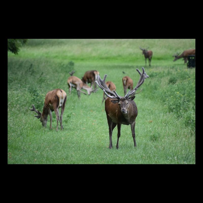 Deer with antlers DSC 0065