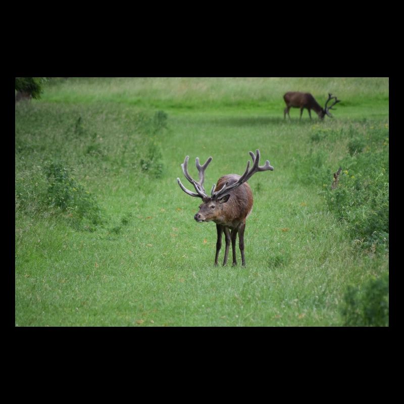 Male Deer DSC 0045
