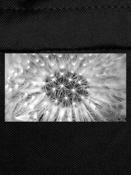 Dandelion, A731876