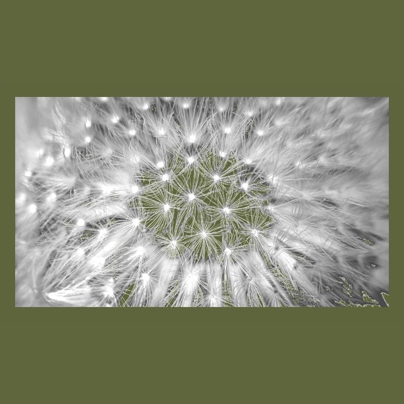 Pusteblume, A731876