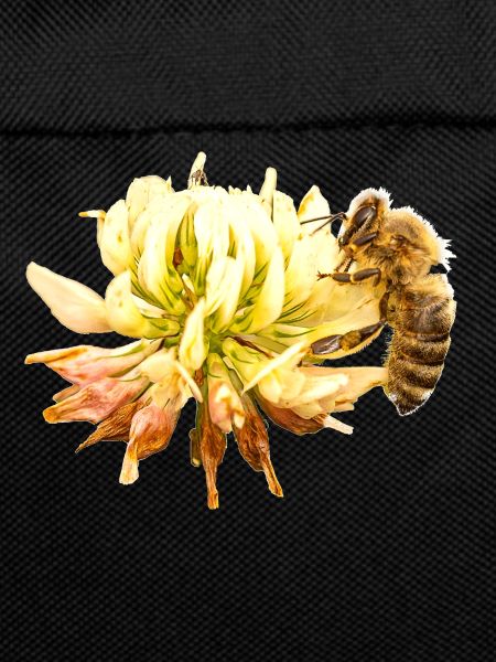 Honigbiene auf einer Blüte, A733151