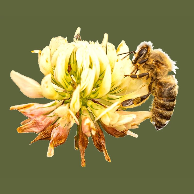Honigbiene auf einer Blüte, A733151