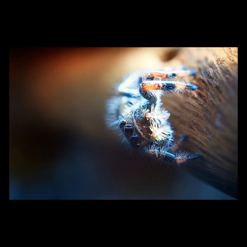 Springspinne, Phidippus regius,jumping spider