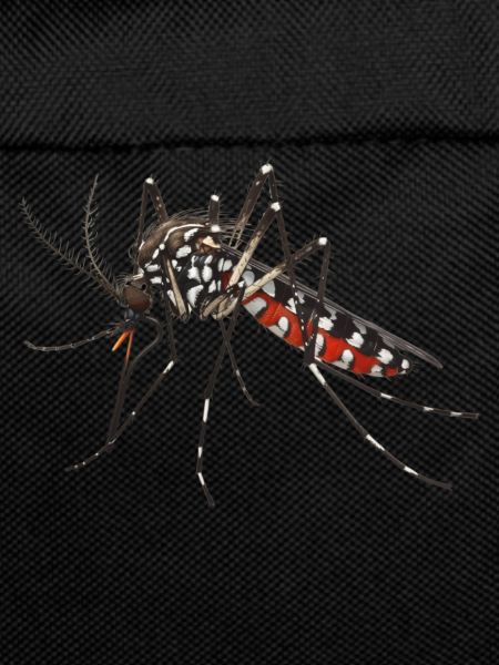 Tiger mosquito