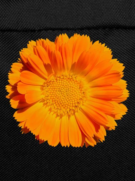 Flower Blossom