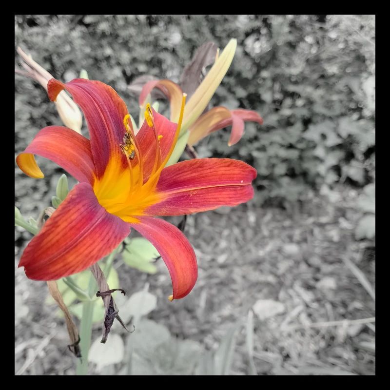 RED LILY / Black White