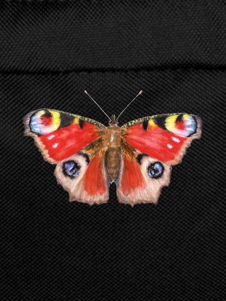 Peacock butterfly