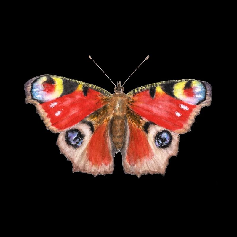 Papillon paon