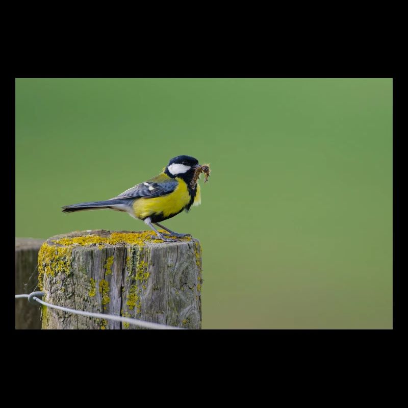 Great Tit Feeding Chicks
