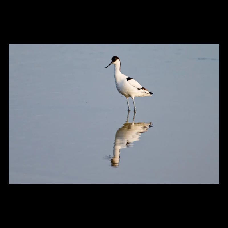 Avocet