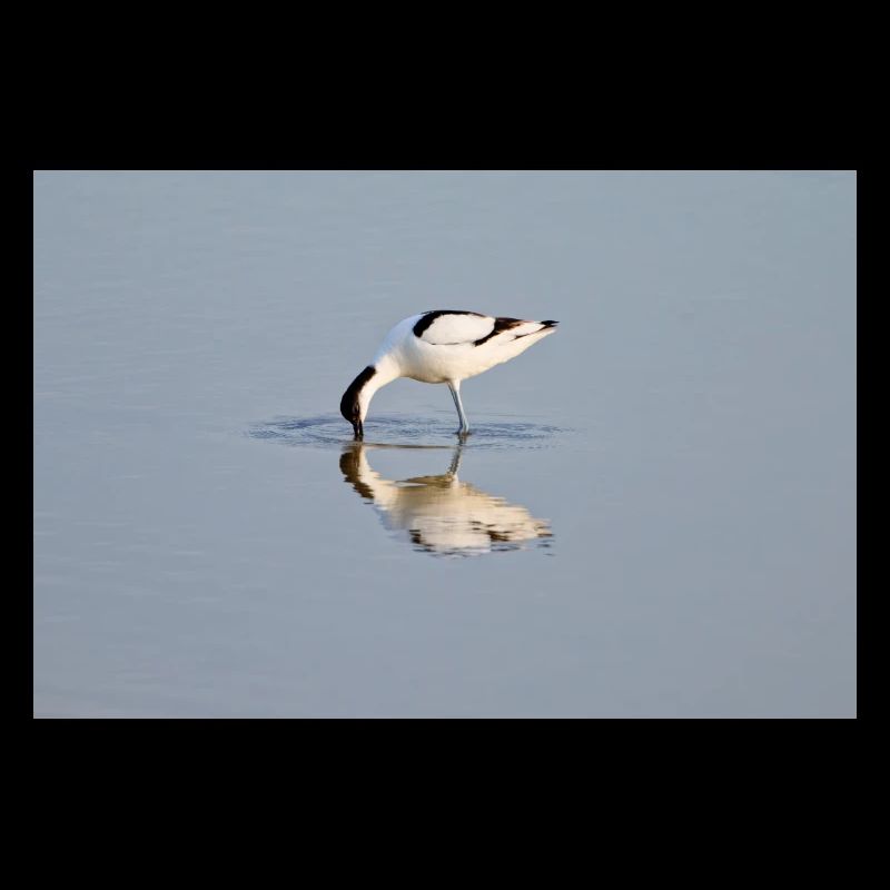Avocets Hunting