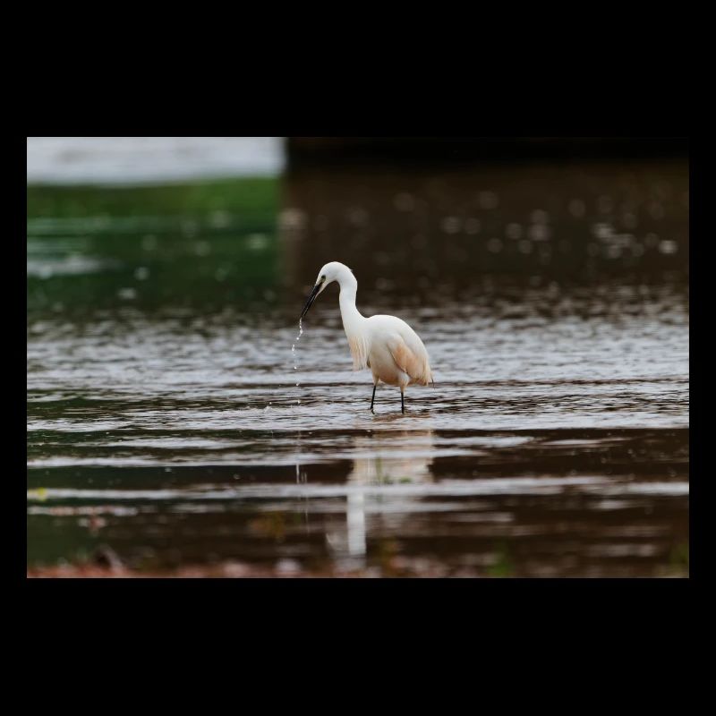 Little Egret 2