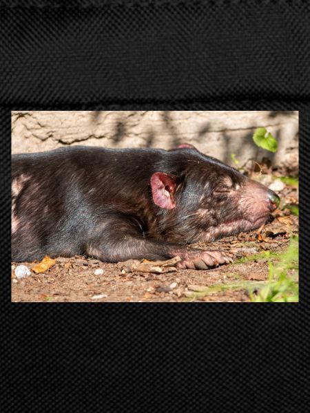 Tasmanian Devil (in german Beutelteufel)