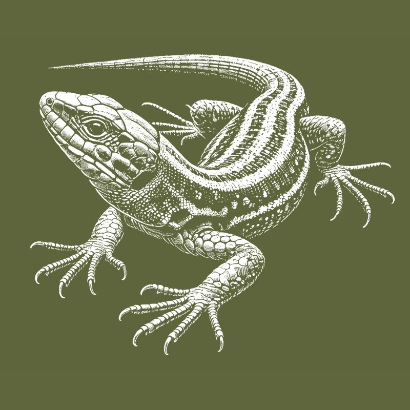 Wall lizard