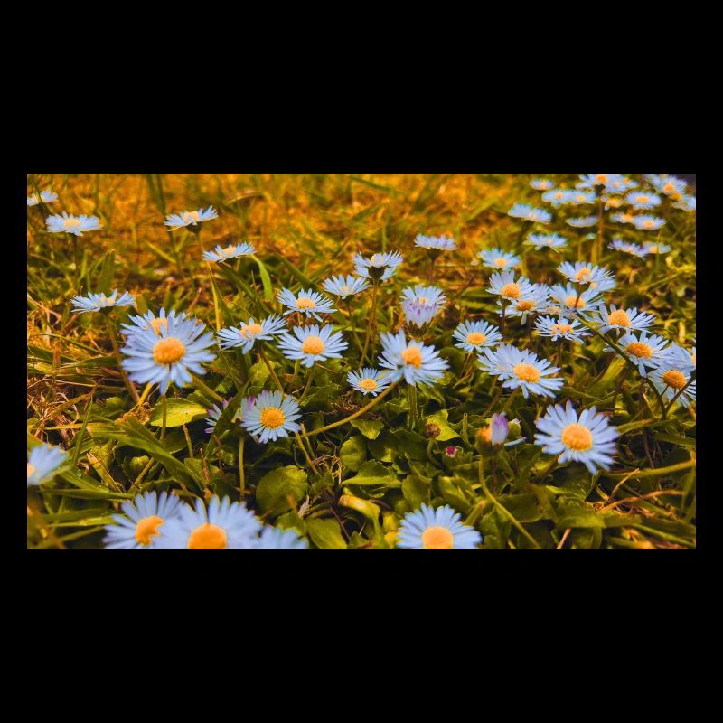 Daisies in Bloom