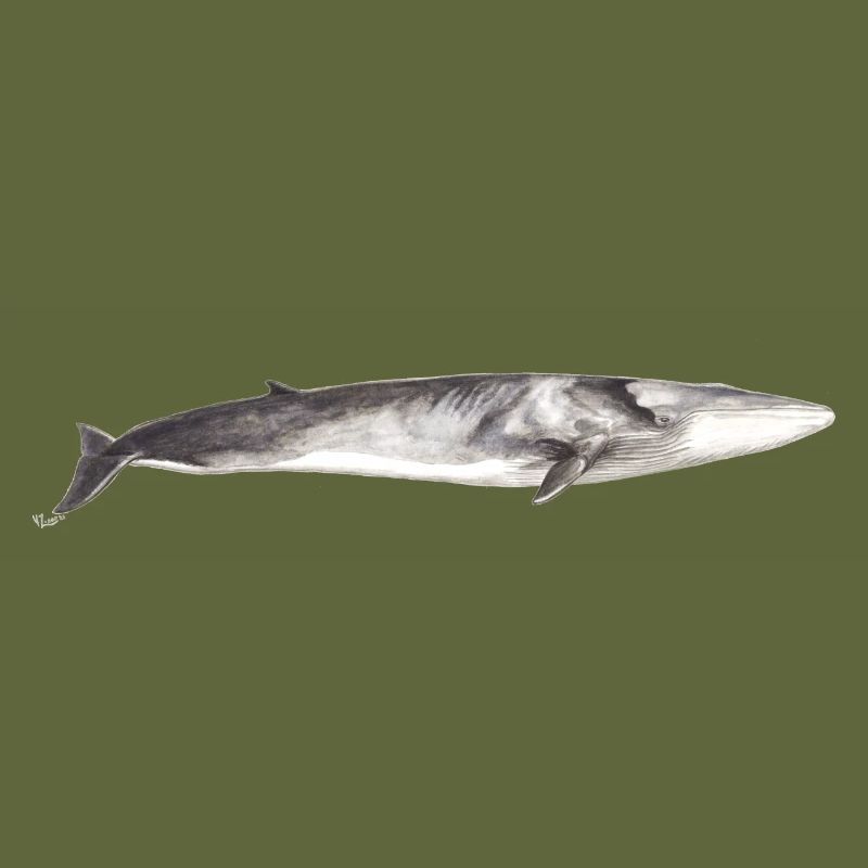 Finnwal Balaenoptera physalus