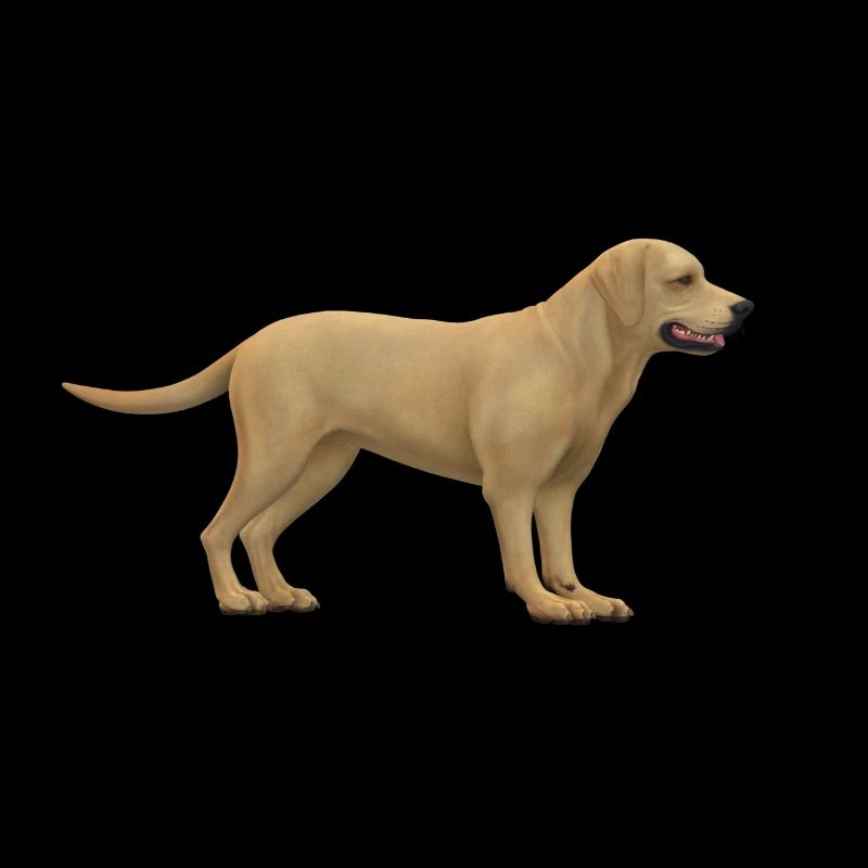 Conception de chiens