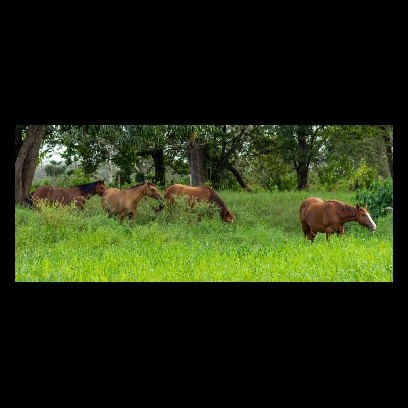 horses in the meadow