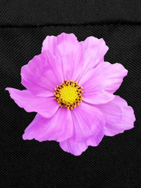 Flower, floral,flowers,flower