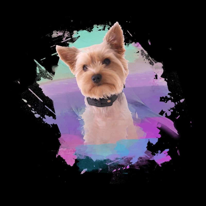 yorkshire terrier, chien, graffiti, terrier, coloré