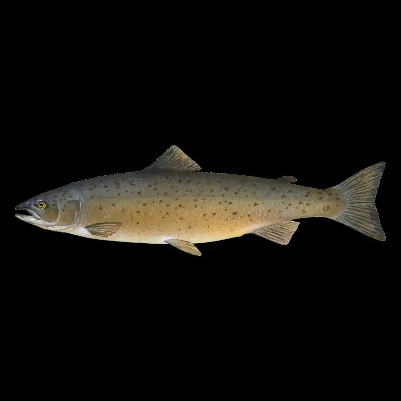 fish471