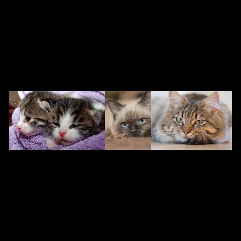 Katzen