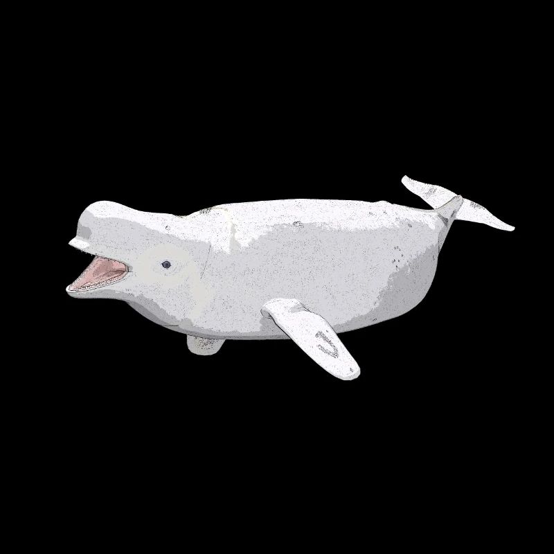 Beluga whale, gift, gift idea