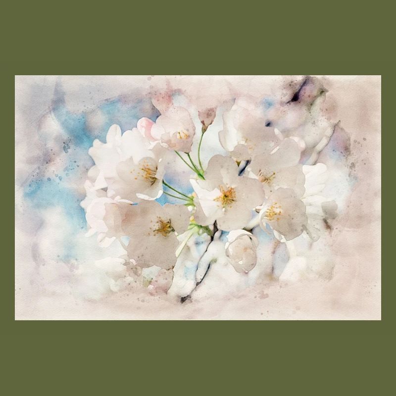 Japanese cherry blossom