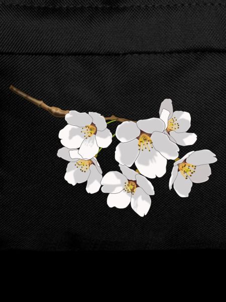 Japanese cherry blossoms white