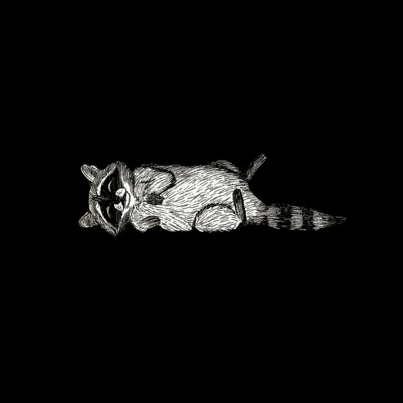 Raton laveur