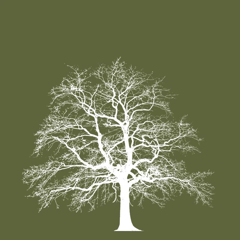 Baum
