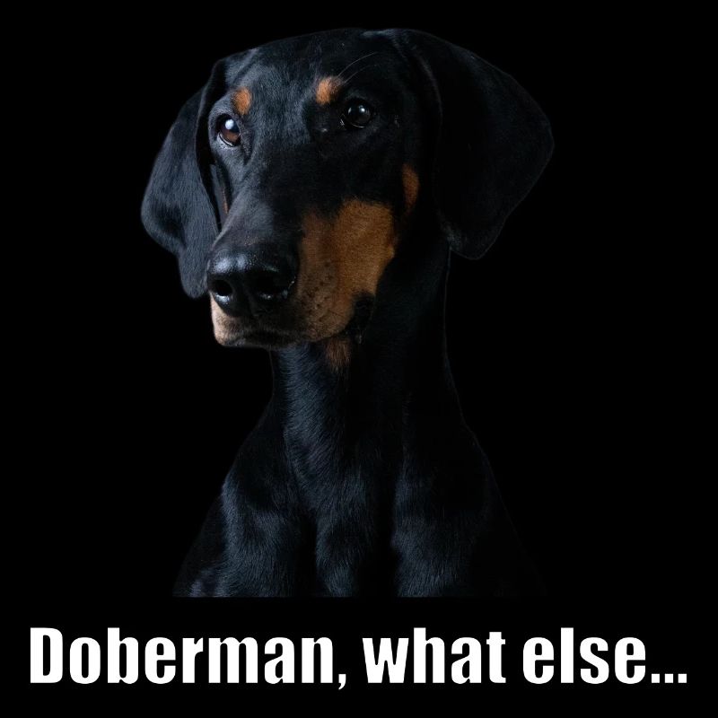 doberman, what else...
