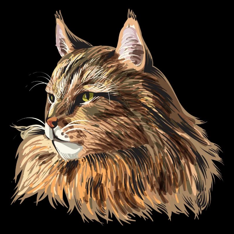 Maine Coon Cat
