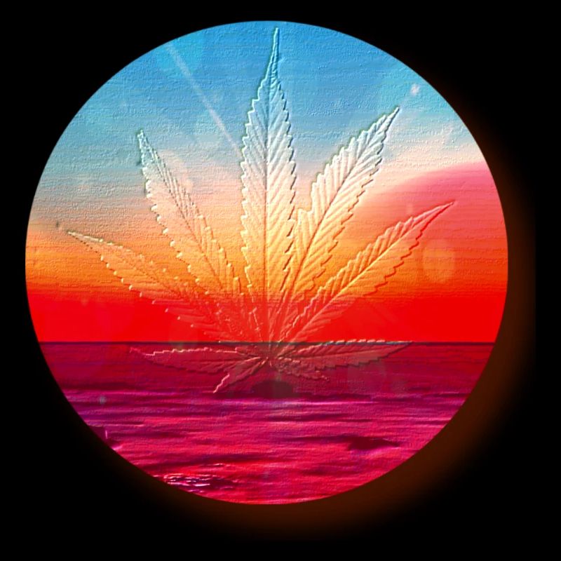 Hemp leaf before sunset