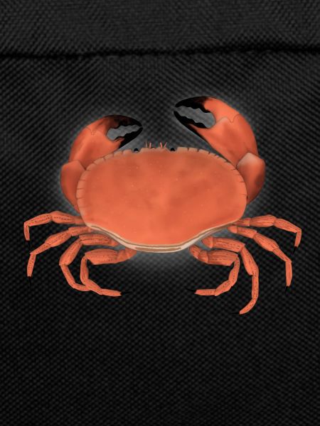 krabbe
