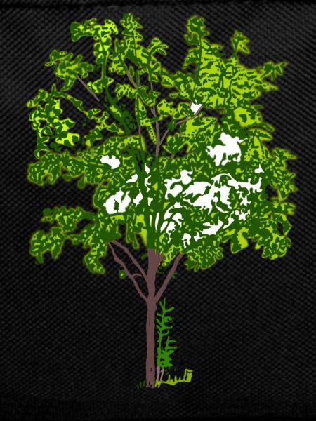 Baum