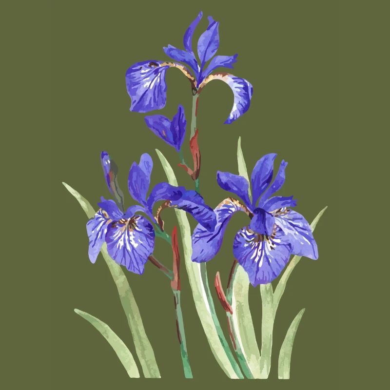 Iris violets