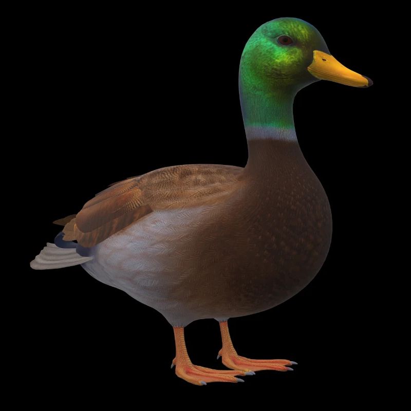 3D duck