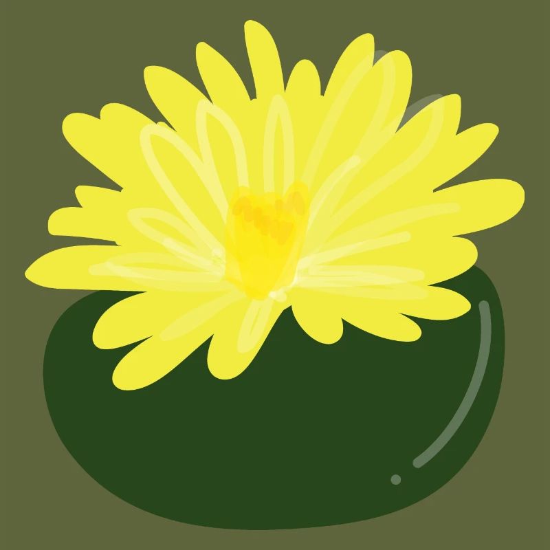Lithops-Blüte1
