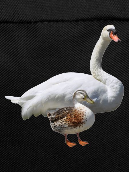 Schwan