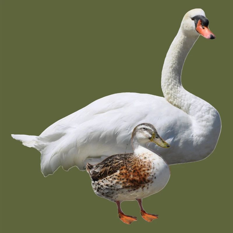 Cygne