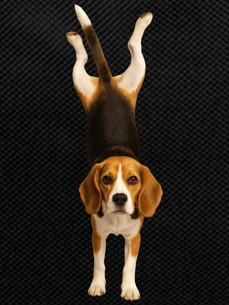 Beagle