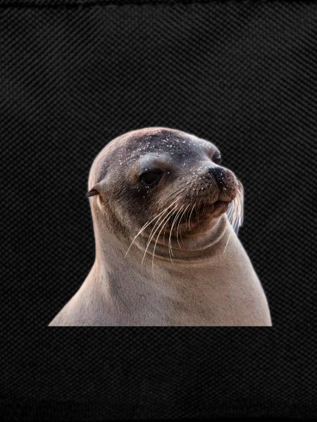 Robbe, Seelöwe