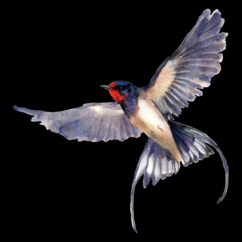 swallow